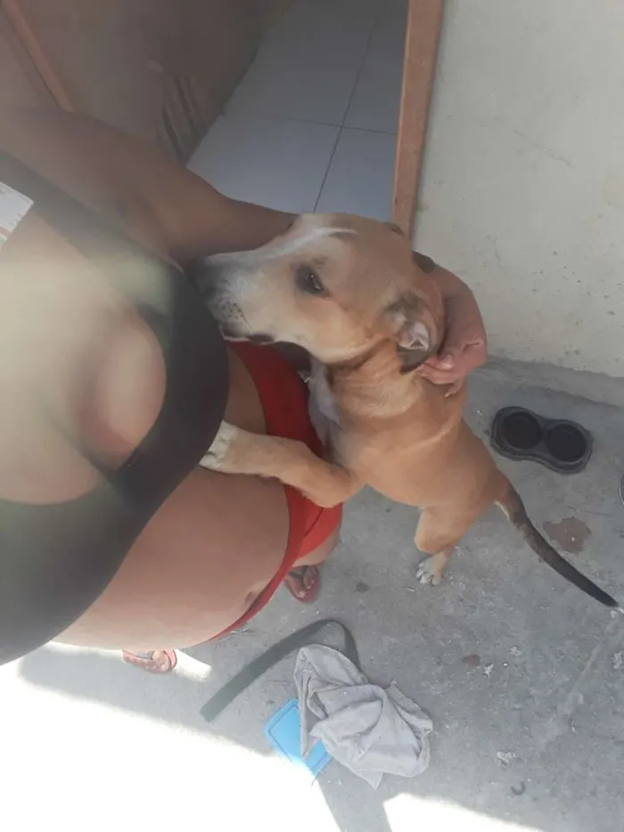 Cachorro ra a Misturado Labrador e Pitbull idade 2 a 6 meses nome Joel