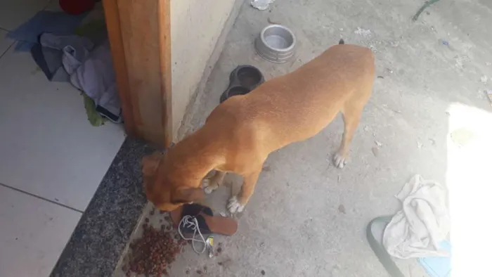 Cachorro ra a Misturado Labrador e Pitbull idade 2 a 6 meses nome Joel