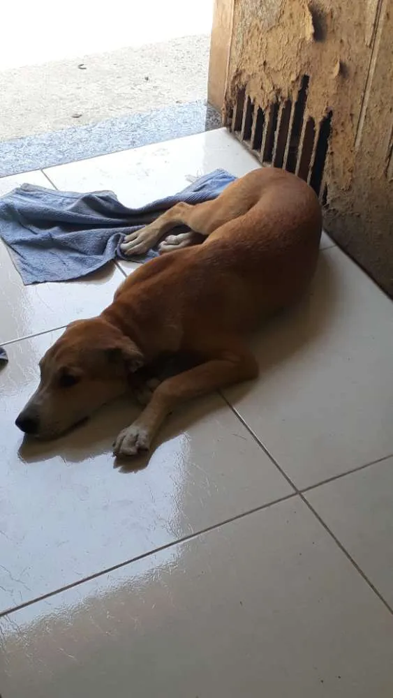 Cachorro ra a Misturado Labrador e Pitbull idade 2 a 6 meses nome Joel