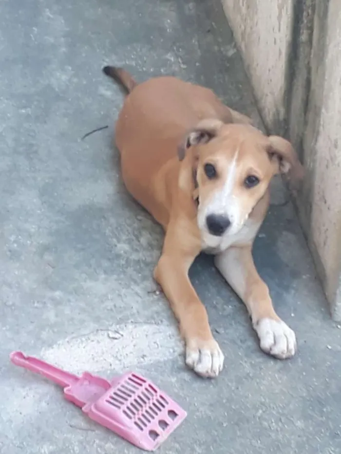 Cachorro ra a Misturado Labrador e Pitbull idade 2 a 6 meses nome Joel