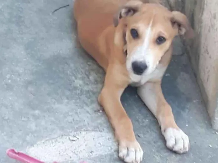 Cachorro ra a Misturado Labrador e Pitbull idade 2 a 6 meses nome Joel