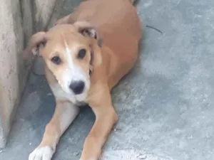 Cachorro raça Misturado Labrador e Pitbull idade 2 a 6 meses nome Joel