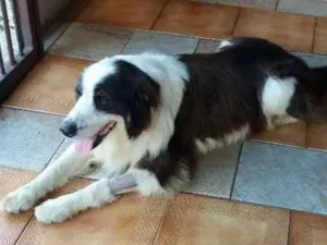 Cachorro raça Boder Colle idade 6 ou mais anos nome Darwin