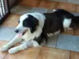 Cachorro raça Boder Colle idade 6 ou mais anos nome Darwin