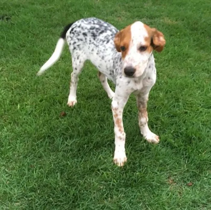Cachorro ra a srd idade 2 a 6 meses nome Pirata