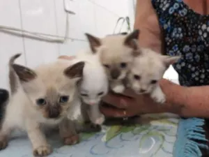 Gato raça SRD idade Abaixo de 2 meses nome Luvinhas