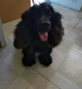 Woody -CockerSpaniel