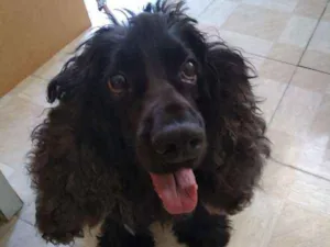 Cachorro raça Cocker Spaniel idade 6 ou mais anos nome Woody -CockerSpaniel