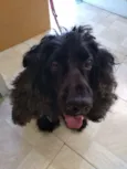 Woody -CockerSpaniel
