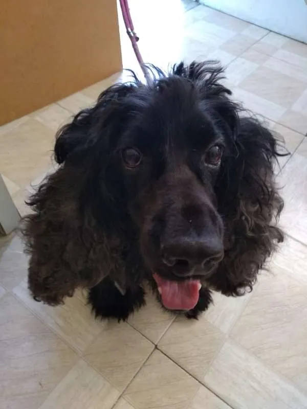 Cachorro ra a Cocker Spaniel idade 6 ou mais anos nome Woody -CockerSpaniel