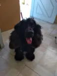 Woody -CockerSpaniel