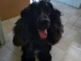 Woody -CockerSpaniel