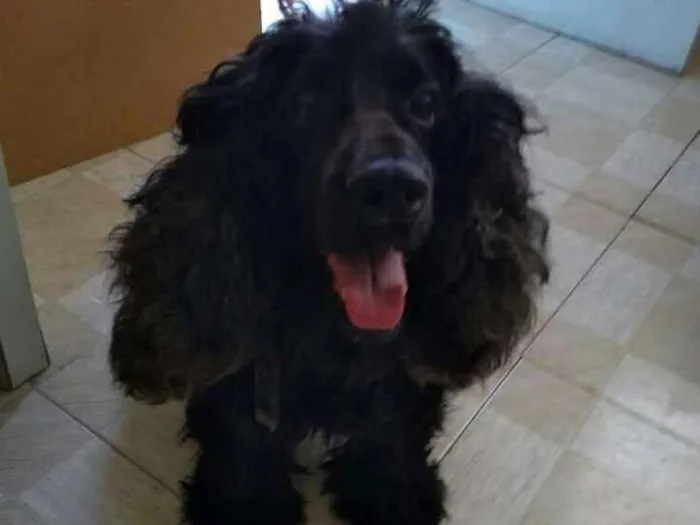 Cachorro ra a Cocker Spaniel idade 6 ou mais anos nome Woody -CockerSpaniel