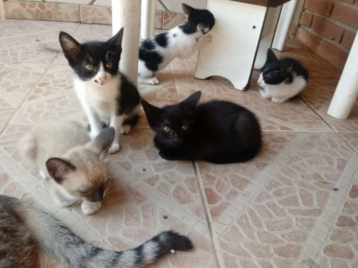 Gato ra a  idade 2 a 6 meses nome Não tem 
