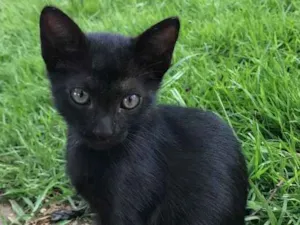 Gato raça Sem raca idade 2 a 6 meses nome Não tem
