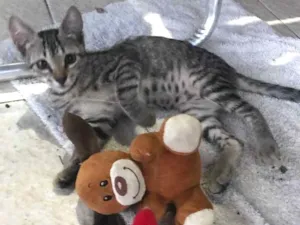 Gato raça Sem raça  idade 2 a 6 meses nome Ainda não tem