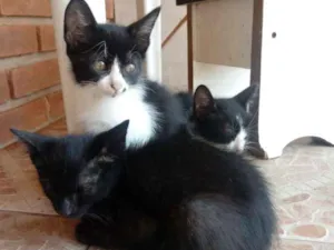 Gato raça  idade 2 a 6 meses nome Não tem 