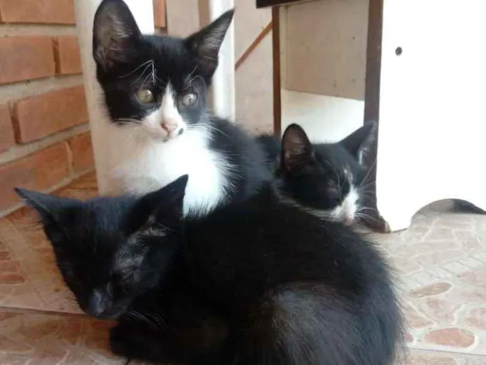 Gato ra a  idade 2 a 6 meses nome Não tem 