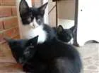 Gato raça  idade 2 a 6 meses nome Não tem 