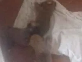 Cachorro raça Srd idade Abaixo de 2 meses nome Indefinido