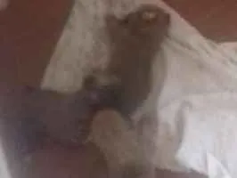 Cachorro raça Srd idade Abaixo de 2 meses nome Indefinido