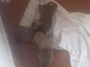 Cachorro raça Srd idade Abaixo de 2 meses nome Indefinido