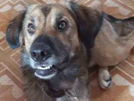 Cachorro raça Srd idade 2 anos nome Delo