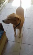 Belinha