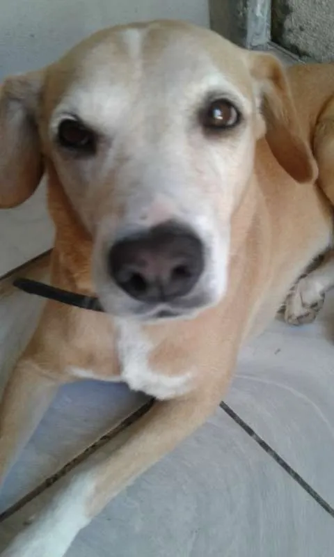 Cachorro ra a Labrador idade 6 ou mais anos nome Belinha