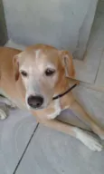 Belinha