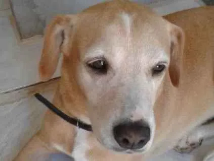 Cachorro ra a Labrador idade 6 ou mais anos nome Belinha