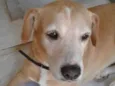 Belinha