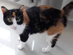 Gato raça SRD idade 6 ou mais anos nome Sofia e Laila