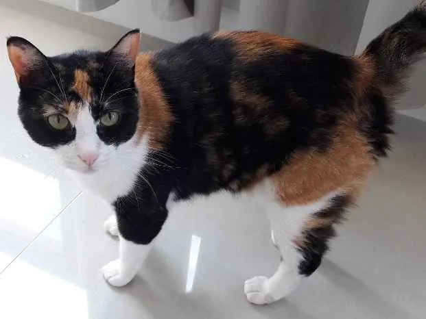 Gato ra a SRD idade 6 ou mais anos nome Sofia e Laila