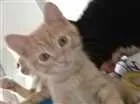 Gato raça SRD idade Abaixo de 2 meses nome Sem nome