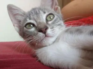 Gato raça SRD idade 2 a 6 meses nome Judite