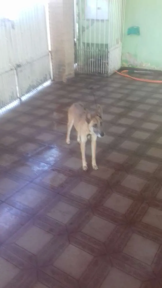Cachorro ra a Srd idade Abaixo de 2 meses nome Indefinido