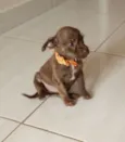 Pequena