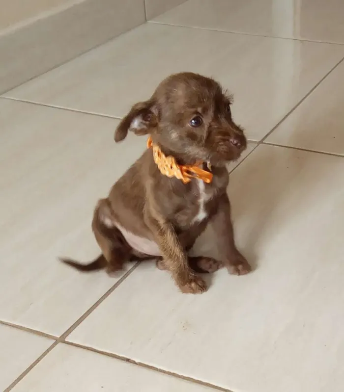 Cachorro ra a Vira lata idade Abaixo de 2 meses nome Pequena
