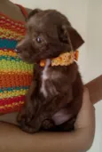 Pequena