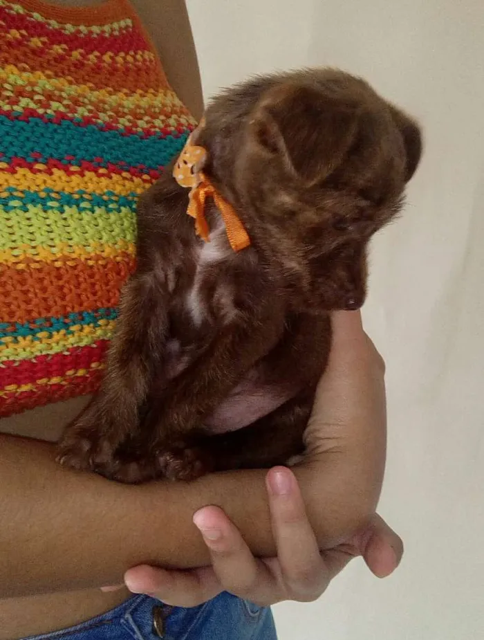 Cachorro ra a Vira lata idade Abaixo de 2 meses nome Pequena