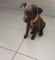 Pequena