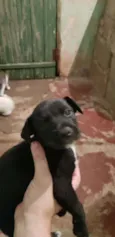 Gamora , estrelinha,gruntch