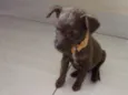 Pequena