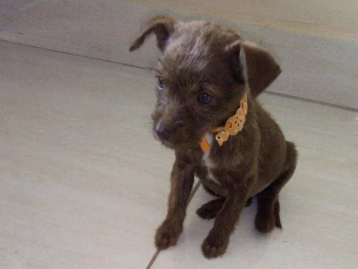 Cachorro ra a Vira lata idade Abaixo de 2 meses nome Pequena