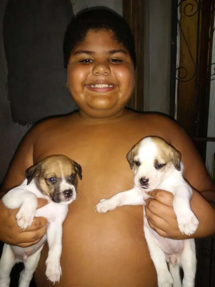 Cachorro raça Não definida idade Abaixo de 2 meses nome Varios