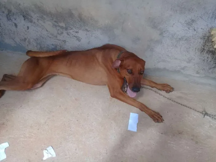Cachorro ra a Dogb idade 1 ano nome Mel