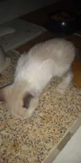 Nina