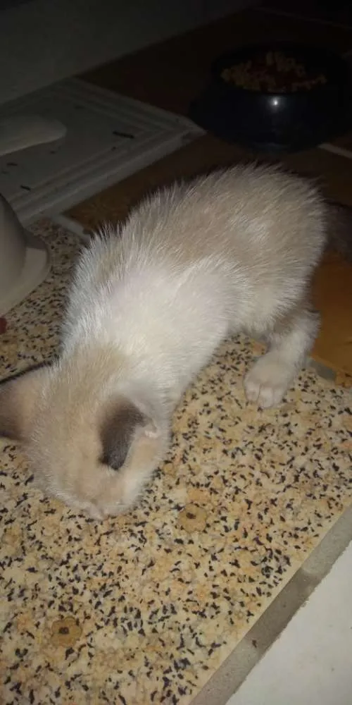 Gato raça vira lata idade Abaixo de 2 meses nome Nina