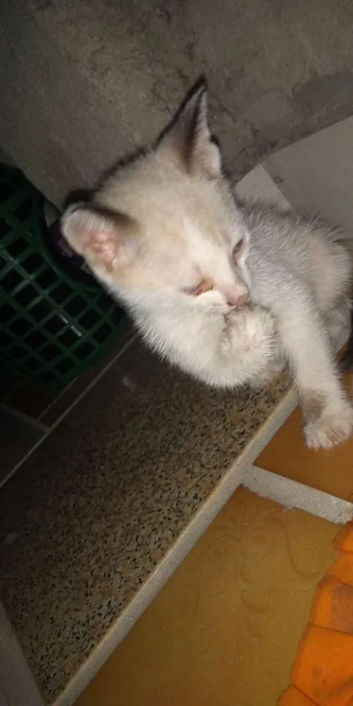 Gato raça vira lata idade Abaixo de 2 meses nome Nina